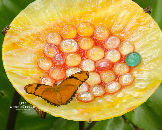 Butterfly on Glass